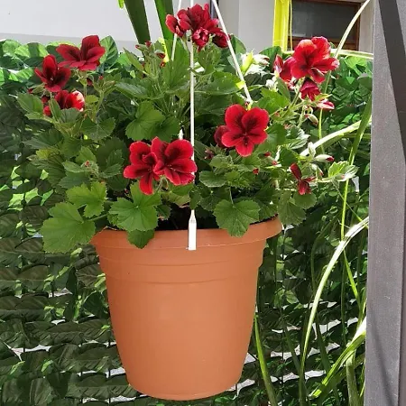 Sweet Bed & Breakfast